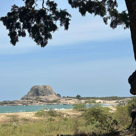 Sri Lanka Beach Palm
